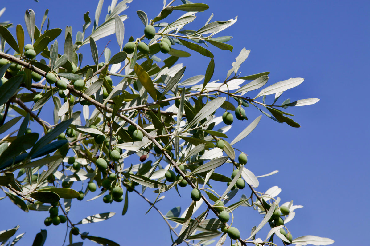 slideshow background